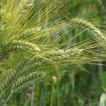Digitale Landwirtschaft: Herausforderungen im Kündigungsschutz