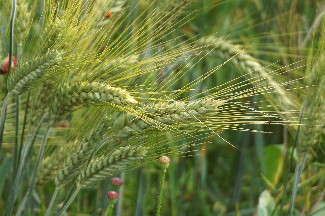 wheat, cereal, ear, seeds, field, village, rural, growth, nature, agriculture, ostzka, rough, farm