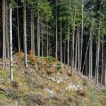 Innovative Ansätze in der Forstverwaltung: Daten effizient erfassen und nutzen