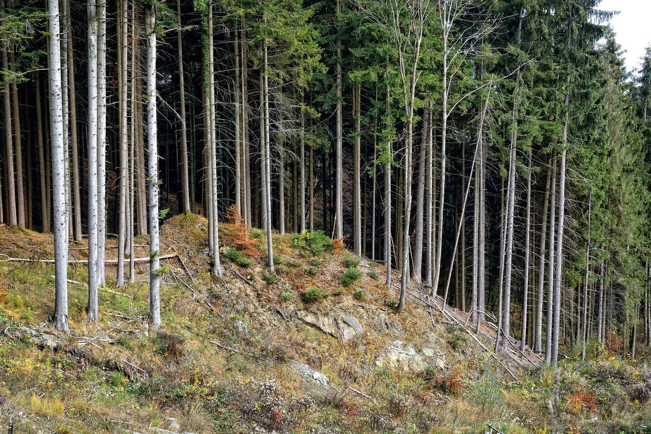 trees, forest, fir trees, spruce, nature, forestry, naturally, biotope, environment, landscape, bavaria