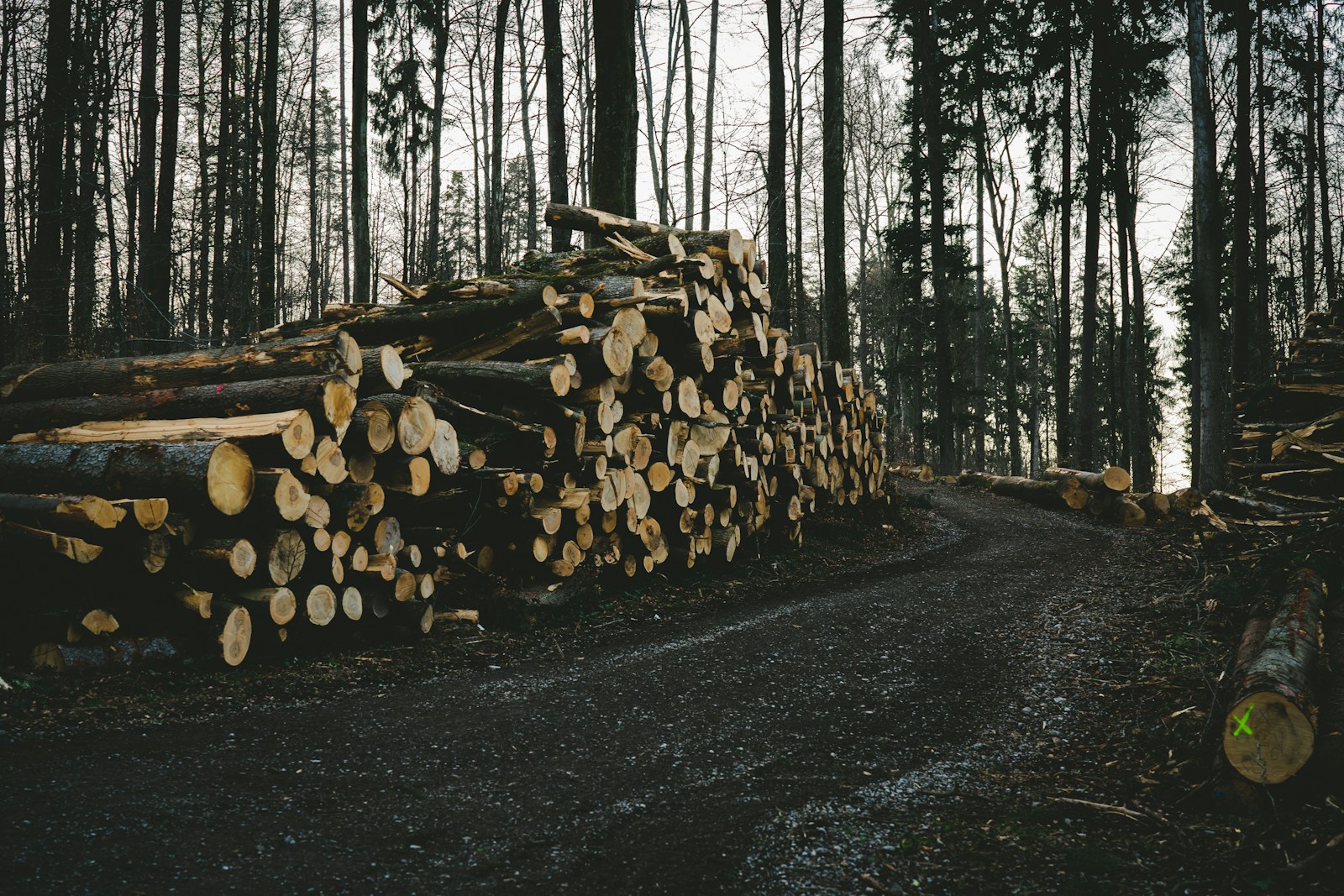 brown wood logs on road