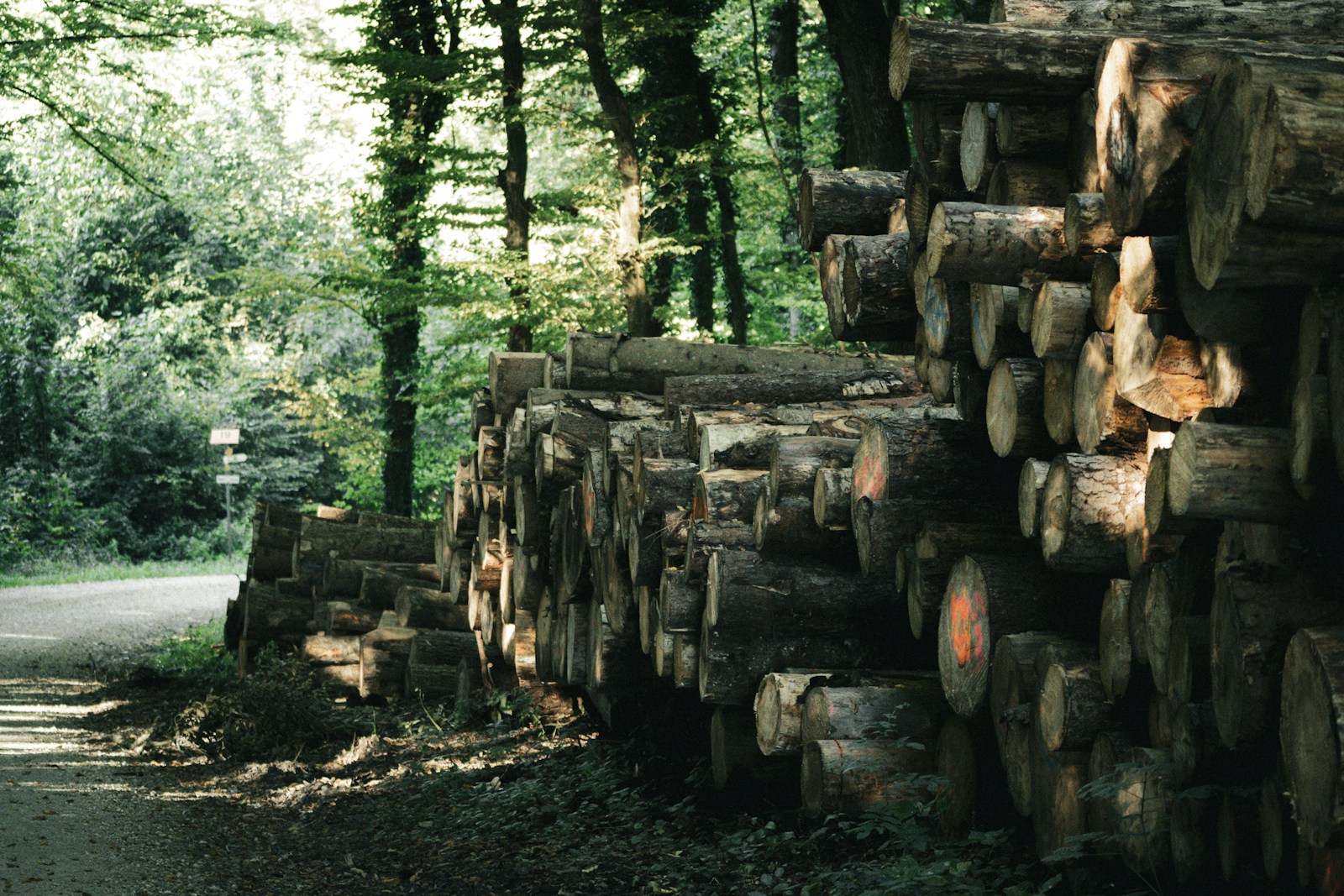 Stack of cut logs in a sunlit forest
